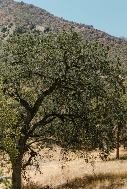 Walk among the ancient olive groves